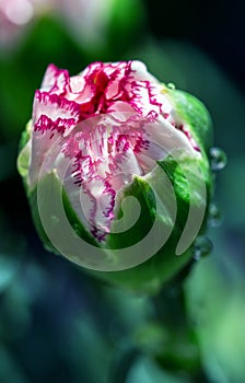 Macro close-up of the bud of Dianthus caryophyllus, also known as carnation or clove pink with dew drops