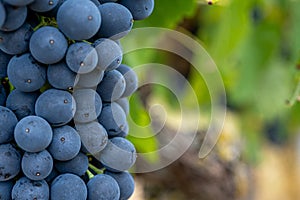 Macro close-up of bunches of ripe red wine grapes on vine. Soft focus. Fall background