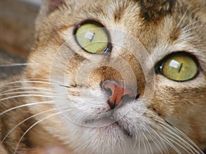 Macro Close Up cat glaring gaze Background Wallpaper