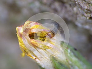 Macro close up caterpillar eating a dandelion plant photo taken in the UK