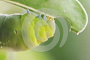 Macro close up Caterpillar, green worm.