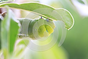 Macro close up Caterpillar, green worm.