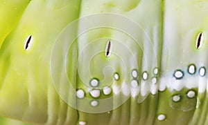 Macro close up Caterpillar, green worm.