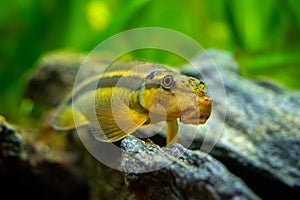Macro close up of a Chinese Algae Eater Gyrinocheilus aymonieri in fish tank with blurred background