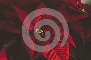 Dark close up on vibrant red Poinsettia photo