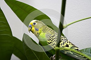 Macro close-up of classic green parakeet