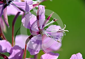 Macro close up closeup view to fireweed Chamaenerion angustifolium