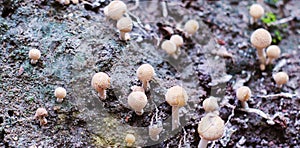 Macro close up closeup view to red mashrooms with white points at summer in the forest