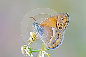 Coenonympha saadi , Persian heath butterfly photo