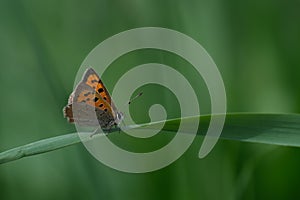 Macro close up of a common copper butterfly resting on a blade of grass