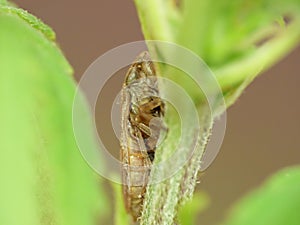 Macro close up of a common froghopper Philaenus spumarius, photo taken in the UK