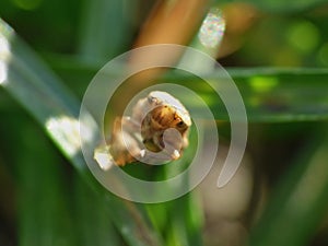 Macro close up of a common froghopper Philaenus spumarius, photo taken in the UK