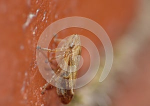 Macro close up of a common froghopper Philaenus spumarius, photo taken in the UK