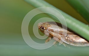 Macro close up of a common froghopper Philaenus spumarius, photo taken in the UK