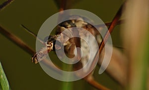 Macro close up crane fly daddy long legs photo taken in the UK