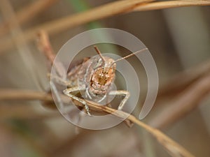 Macro close up of a cricket found in grassland, photo taken in the UK