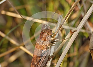 Macro close up of a cricket found in grassland, photo taken in the UK