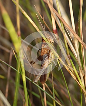 Macro close up of a cricket found in grassland, photo taken in the UK