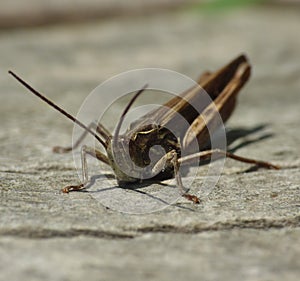 Macro close up of a cricket found in grassland, photo taken in the UK