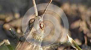 Macro close up of a cricket found in grassland, photo taken in the UK