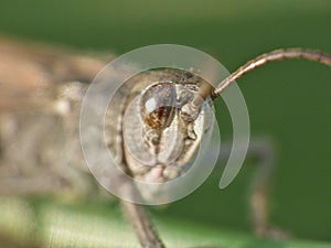 Macro close up of a cricket found in grassland, photo taken in the UK