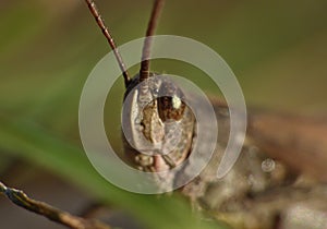 Macro close up of a cricket found in grassland, photo taken in the UK