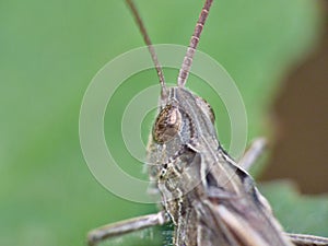 Macro close up of a cricket found in grassland, photo taken in the UK