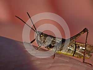 Macro close up of a cricket found in grassland, photo taken in the UK