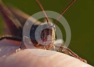 Macro close up of a cricket found in grassland, photo taken in the UK