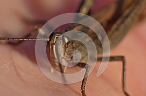 Macro close up of a cricket found in grassland, photo taken in the UK