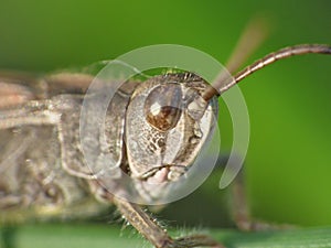 Macro close up of a cricket found in grassland, photo taken in the UK