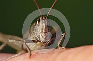 Macro close up of a cricket found in grassland, photo taken in the UK