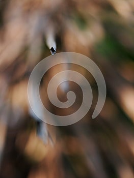 Macro close up crop view of green yellow brown decorate betel palm leafs outdoor selective focus