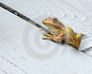 Macro close up of a Cuban tree frog