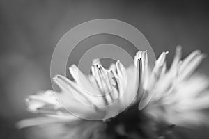 Macro close up of dandelion head petals in sunlight isolated, black and white