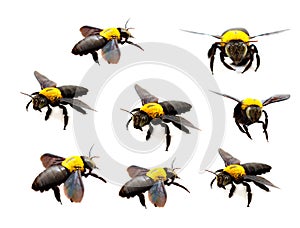 A macro close-up of a dead honey bee on a white background.