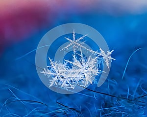 Macro close up a delicate natural snowflake on the blue pink background