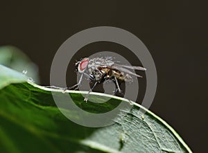 Macro close up detail shot of a common house fly with big red eyes taken in the UK