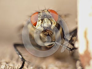 Macro close up detail shot of a common house fly with big red eyes taken in the UK