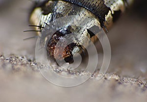 Macro close up detail shot of a common house fly with big red eyes taken in the UK