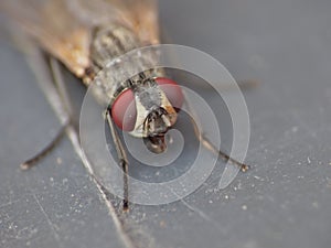 Macro close up detail shot of a common house fly with big red eyes taken in the UK