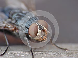 Macro close up detail shot of a common house fly with big red eyes taken in the UK