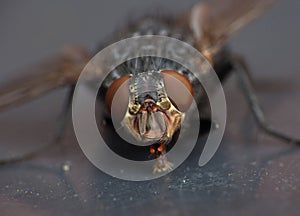 Macro lens close up detail shot of a common house fly with big red eyes taken in the UK