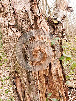 macro close up detail of tree bark outside nature wood forest