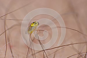 Macro close up detailed shot of a tiny yellow fly Thaumatomyia frit flies or grass flies belonging to the family Chloropidae