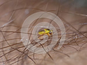 Macro close up detailed shot of a tiny yellow fly Thaumatomyia frit flies or grass flies belonging to the family Chloropidae