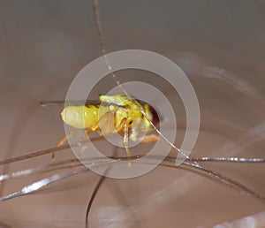 Macro close up detailed shot of a tiny yellow fly Thaumatomyia frit flies or grass flies belonging to the family Chloropidae