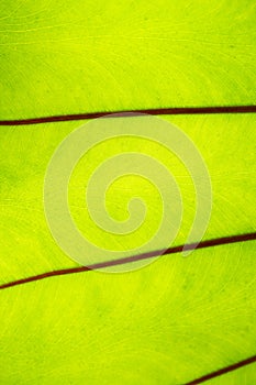 Macro close up details of tropical nature green leaf plant texture ecology natural background concept