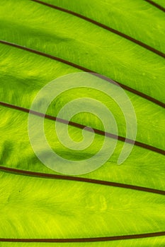 details of tropical nature green leaf plant texture , ecology natural background concept