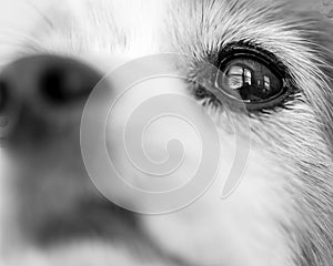 Macro close-up of dog`s eye with reflection